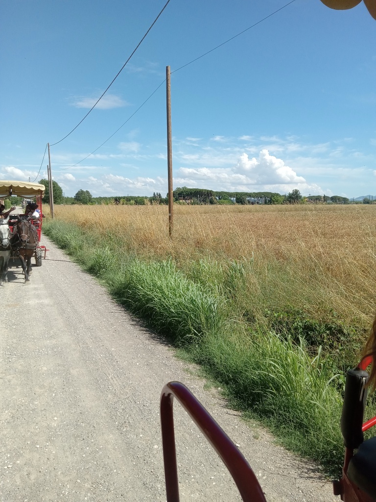 Horse and Carriage to Farm House